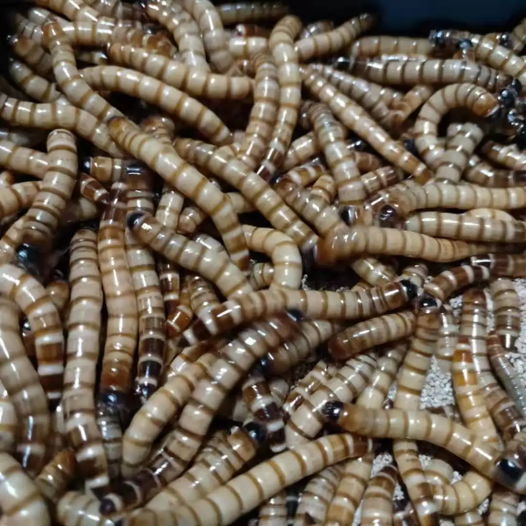 Best quality larvae black soldier fly larvae for fish bird snack food
