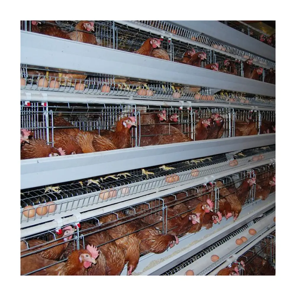 200 птиц в комплекте, большая емкость, автоматическая машина для яиц, оборудование для птицефабрик, аккумуляторная ячейка, распродажа