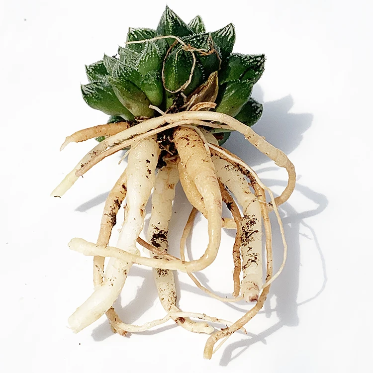 
potted natural hot sale green color succulent plants of x Sedeveria for indoor decoration 