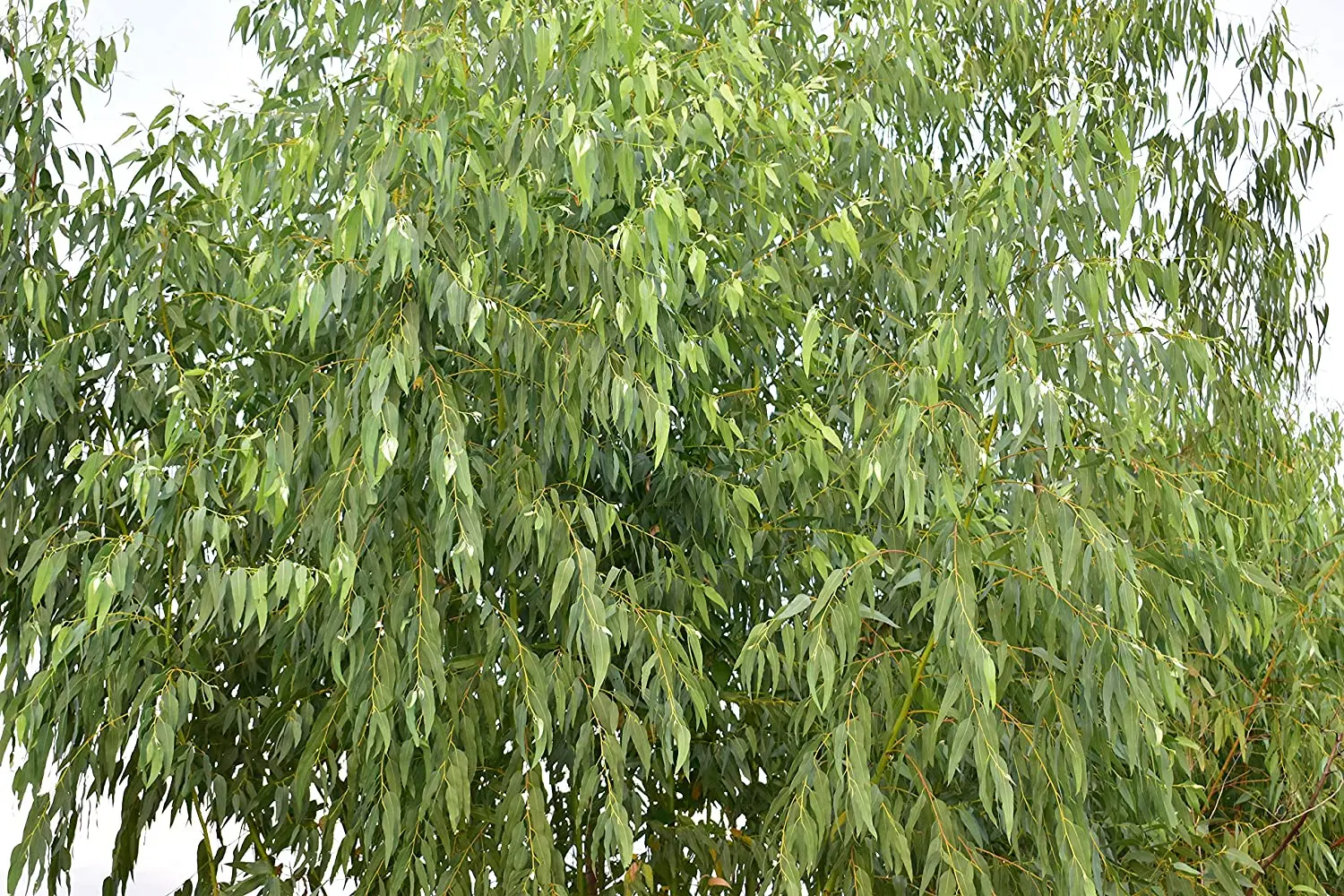 Сушеные листья травы эвкалипта натуральный и ворсовые рассыпной чай травяной листовой