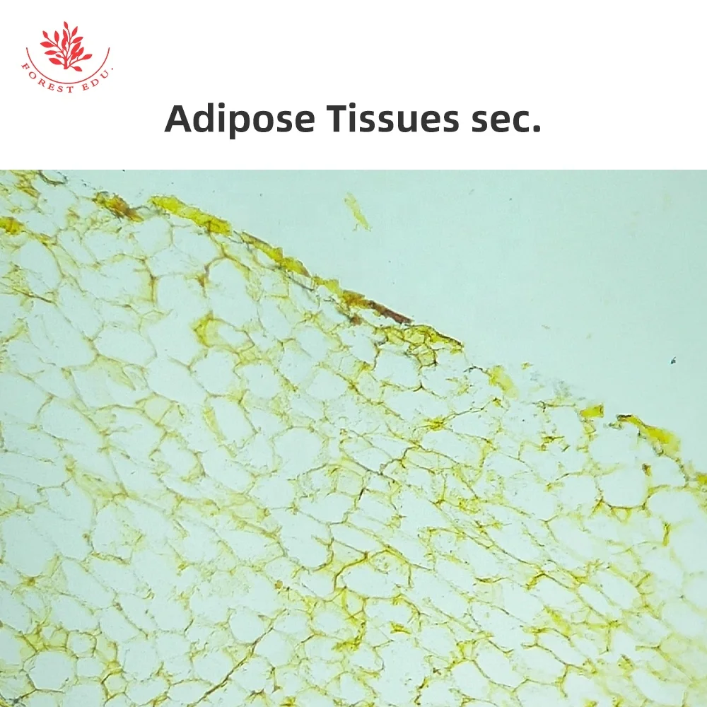 Microscope Prepared Slides 5pcs Connective Tissue Slide Biology High Quality Best Price For Educational Purpose Histology Slides