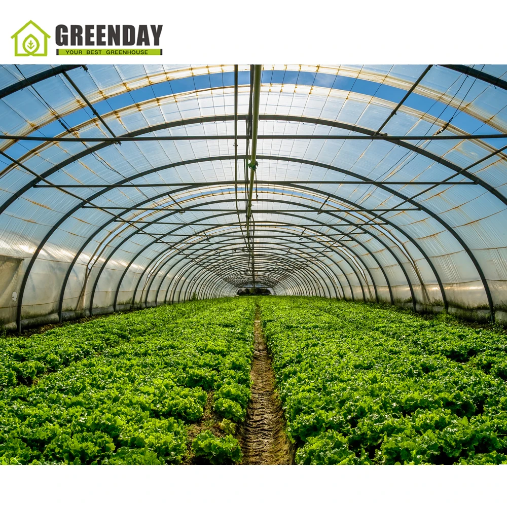 
GREENDAY High quality steel pipe structure hoop green house tunnel greenhouse 