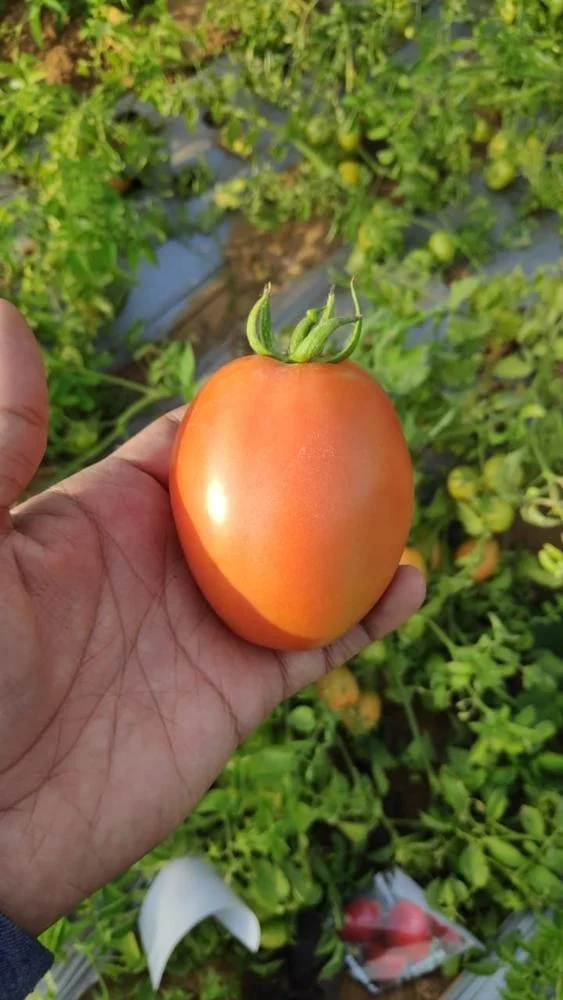 Lerica F1 Hybrid Tomato Seeds