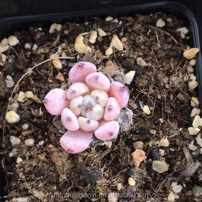 plants succulent Echeveria cuspidata var gemmul wholesale for nursery