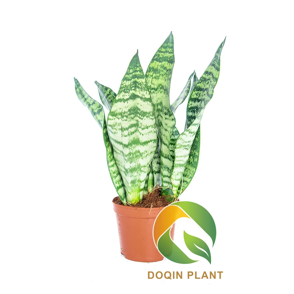 Искусственная Sansevieria искусственная змея пластиковое растение