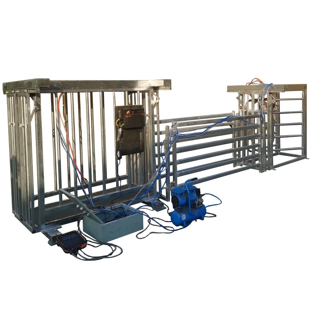 livestock farm equipment full automatic sheep/goat weighing group divider