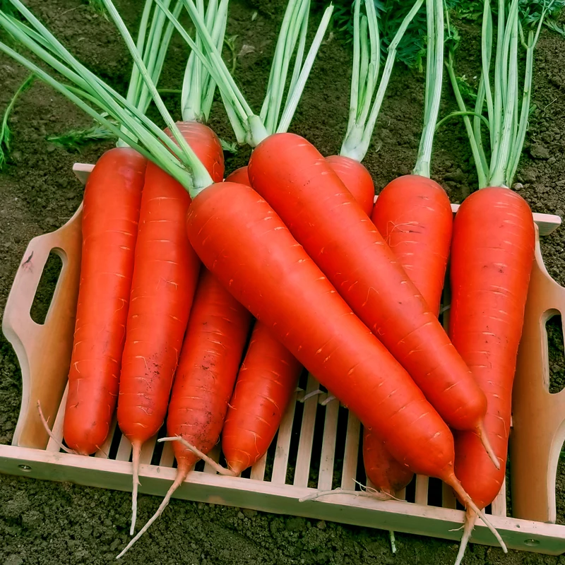 
Factory supplies vegetable seeds Chinese red carrot seeds 