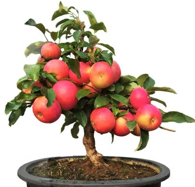 
Promotional high quality fruit tree apple plant apple potted plant for sale 