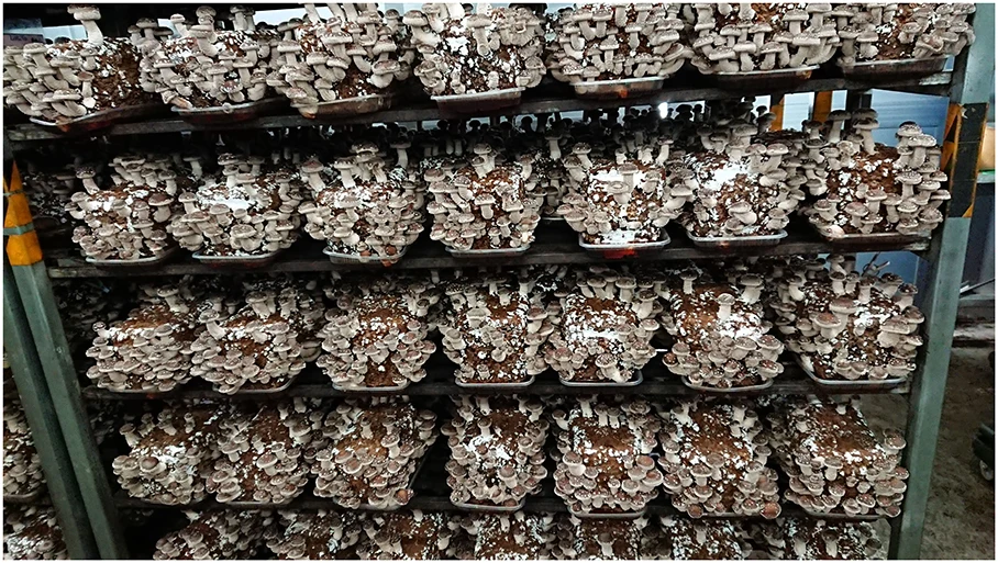 Свежая японская бутылка для выращивания плюуса, выращивание грибов