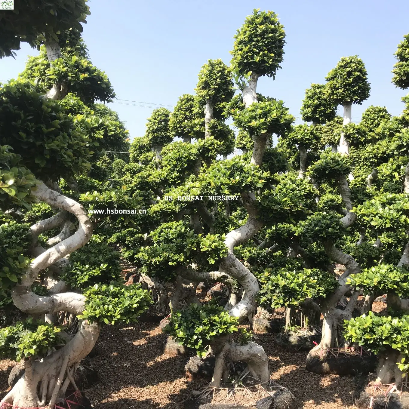 
Professional manufacture cheap foliage plants natural plants ornamental bonsai ficus ficus bonsai ficus restusa 