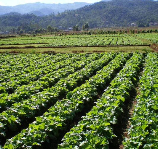 NPK compound fertilizer 20-10-10 granule with organic matter