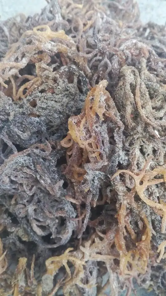 
Healthy eucheuma cottonii 2020 / Whatsapp +84 845639639 