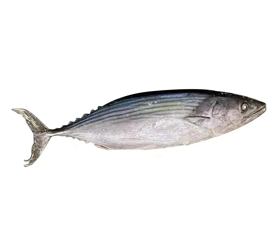 High Quality Stripe Bonito  Fish for sale