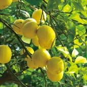 Wholesale 250 ml bottle lemon flavor cocktail drink 5% alcohol alcoholic beverages prices