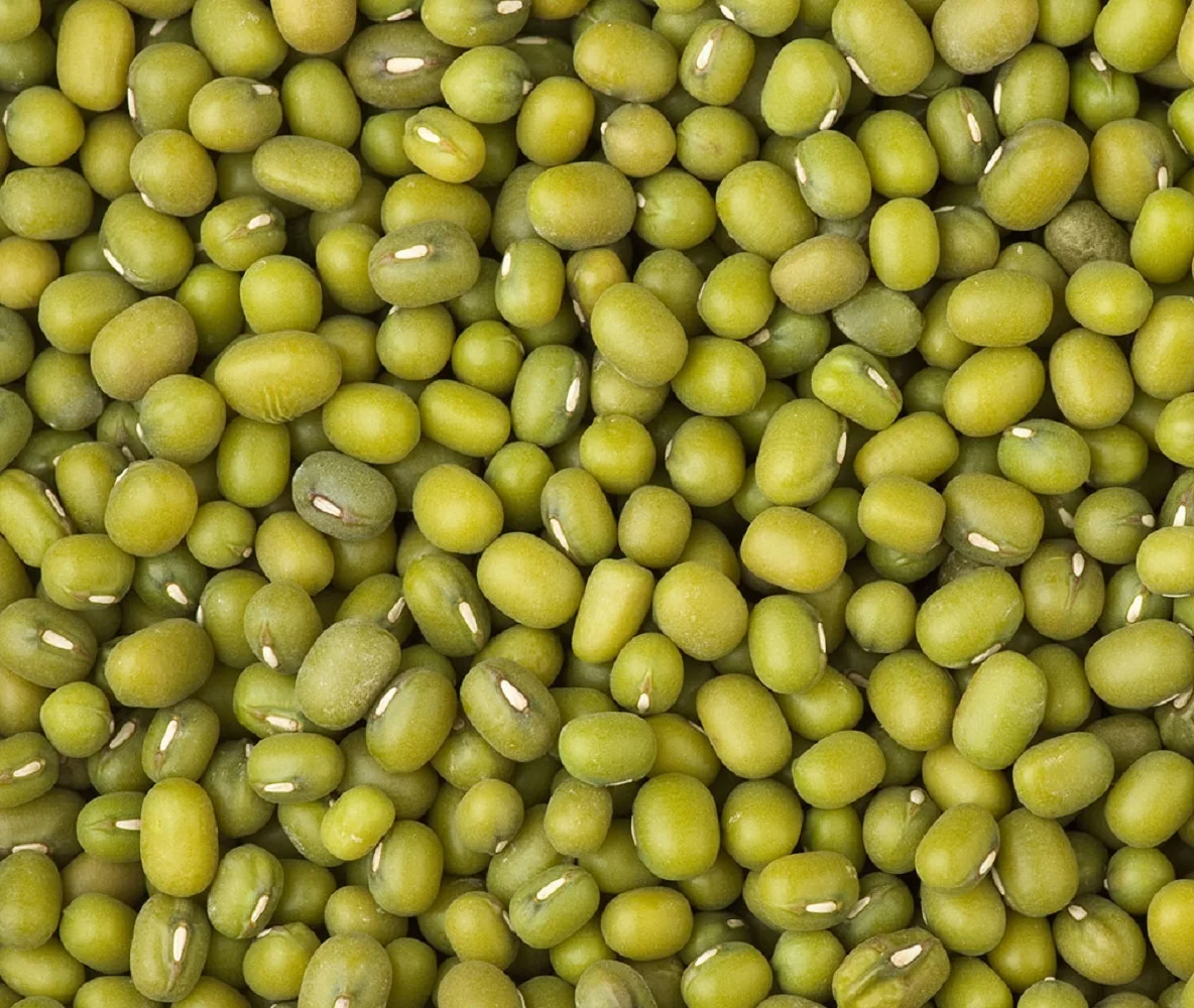 Vietnam Organic green mung beans 100% natural high grade vigna beans for sprouting