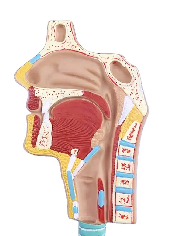 Plastic 3d Human Respiratory System lung with larynx model with magnified alveolus