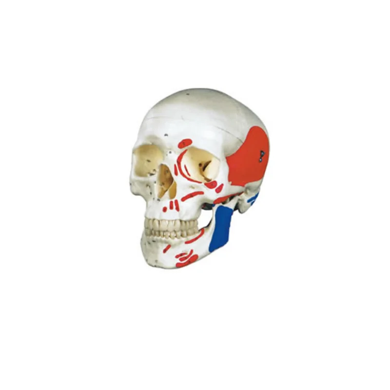 ADA-A1012 human life size plastic head skull anatomical teaching model with color muscle  3 parts