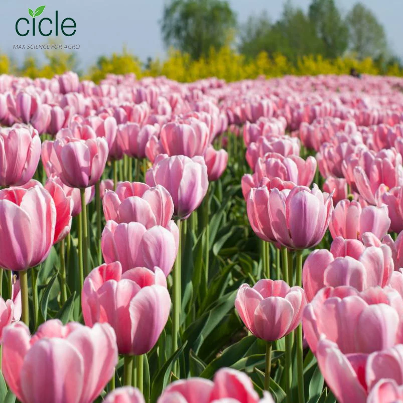 Gibberellic acid GA3 GA4+7 90%TC plant growth regulator improve plant growth increase farmer income