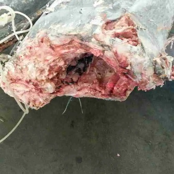 Frozen Blue Marlin frozen fish Marlin