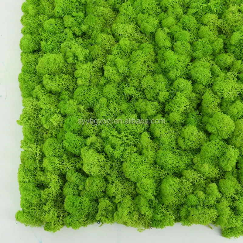 New Arrival 2021 DIY handmade reindeer moss wall Soft and Fresh 50cm grass green preserved moss panel