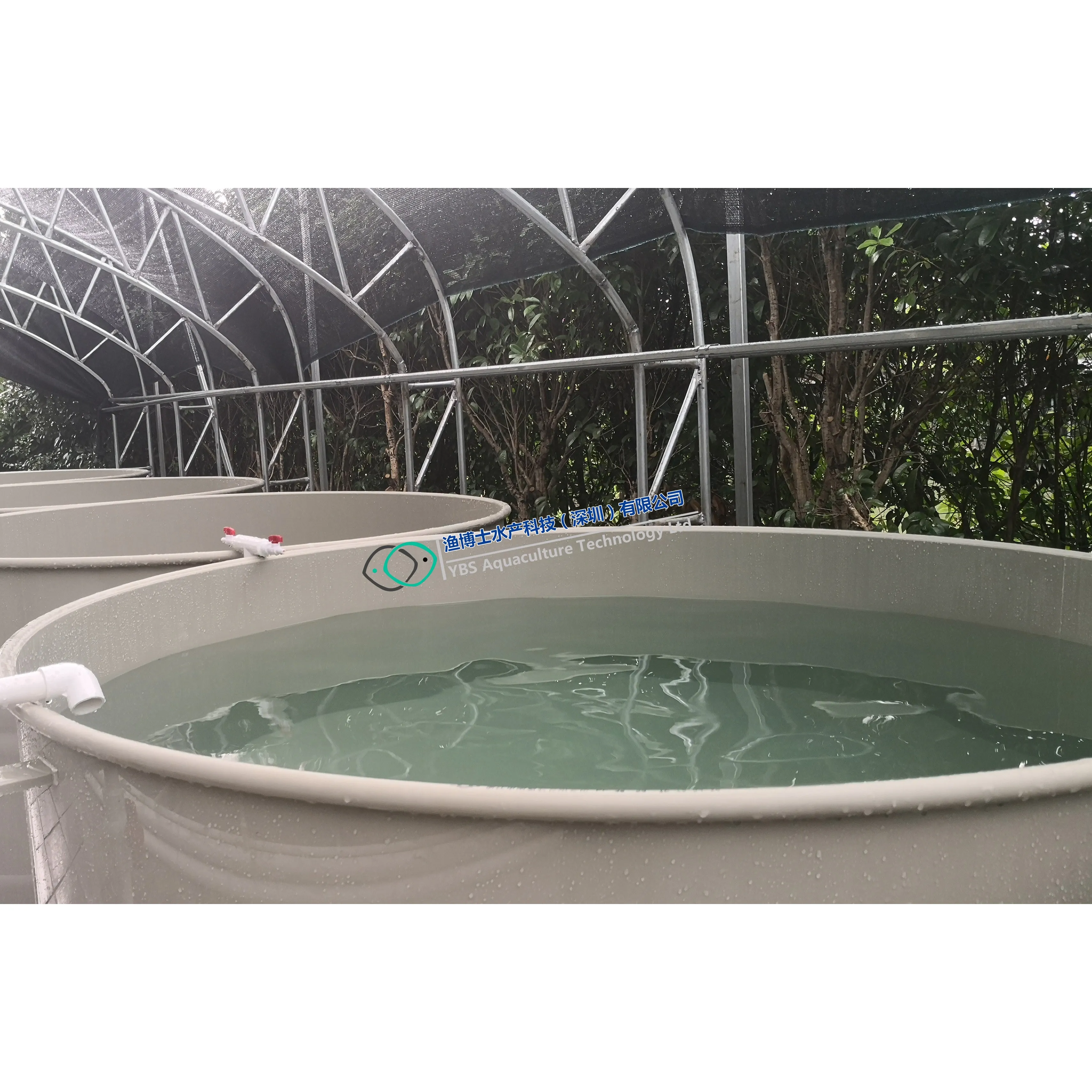 Sea bass nursery culture indoor/landbase  recirculating aquaculture system