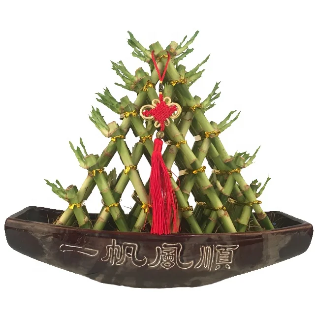 High quality Pyramid tower green indoor dracaena sanderiana