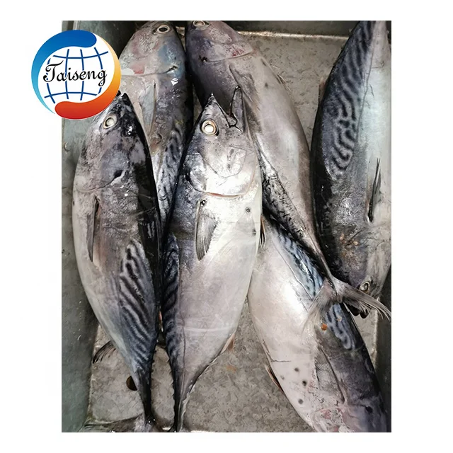 Китай, замороженные Бонито, морепродукты, рыба, лучшая маркетинговая цена