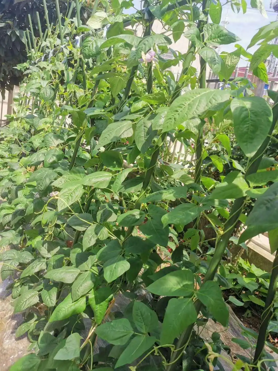 Plastic Moss Pole Garden Plant Support Stakes Creeper Plants Grow Totem Forest Pole Moss Stick