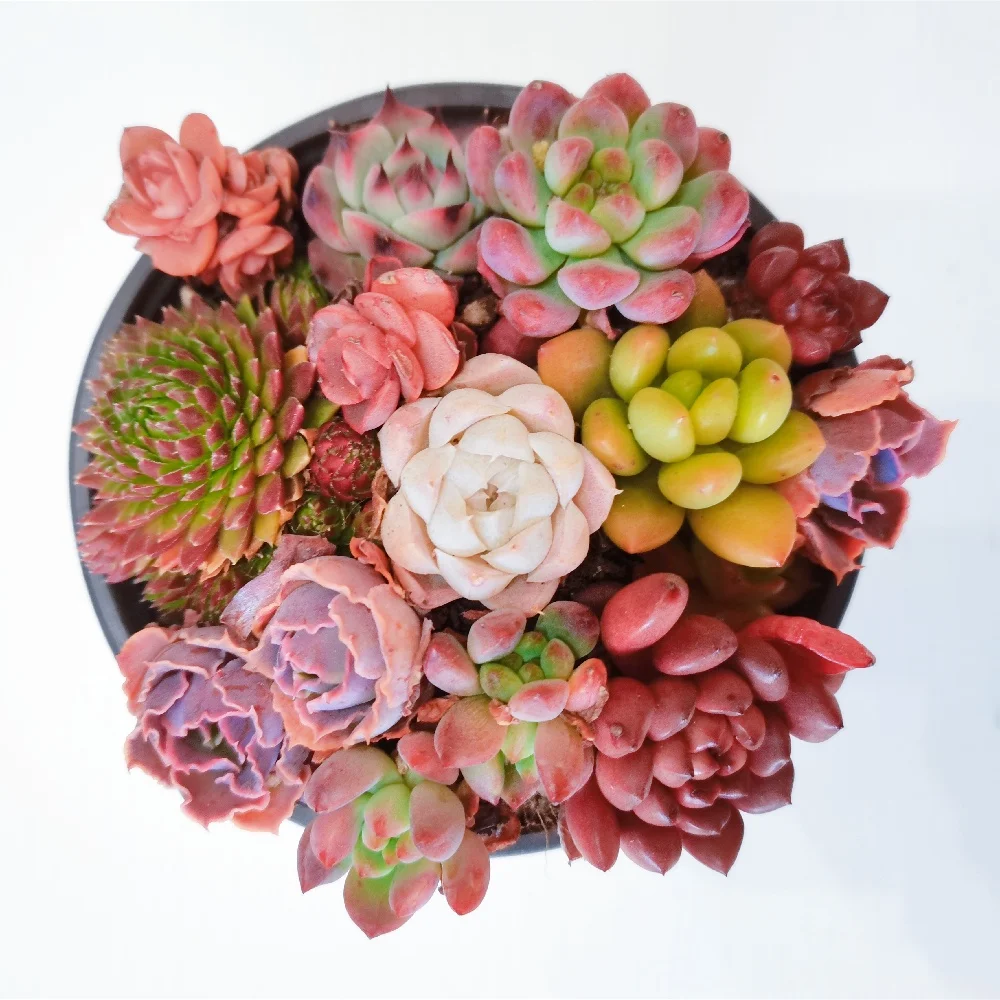 
succulent for wholesale succulent plants natural plant succulent pot 