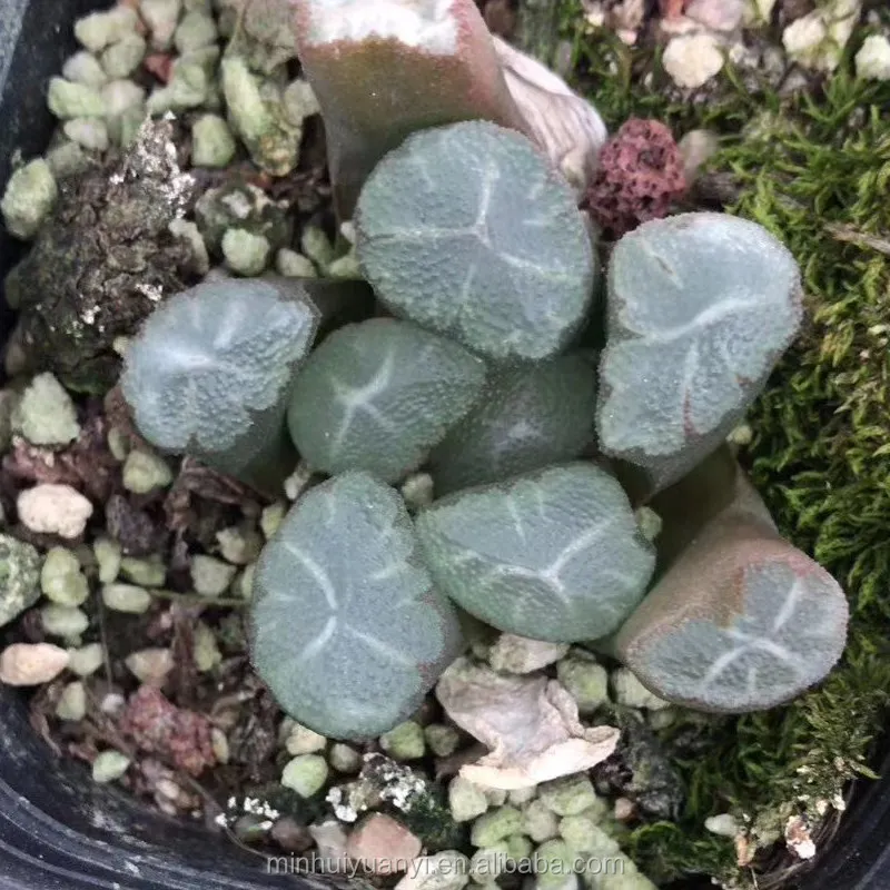 Live Plant Haworthia truncata pretty grainndoor Outdoor Plants