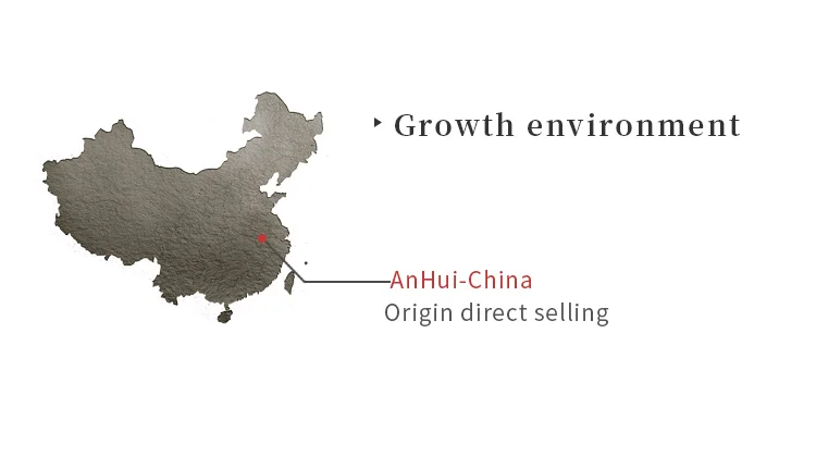 Dried Flower Tea China Health Wholesale Low Price Natural Dried Flower Gold Chrysanthemum Tea