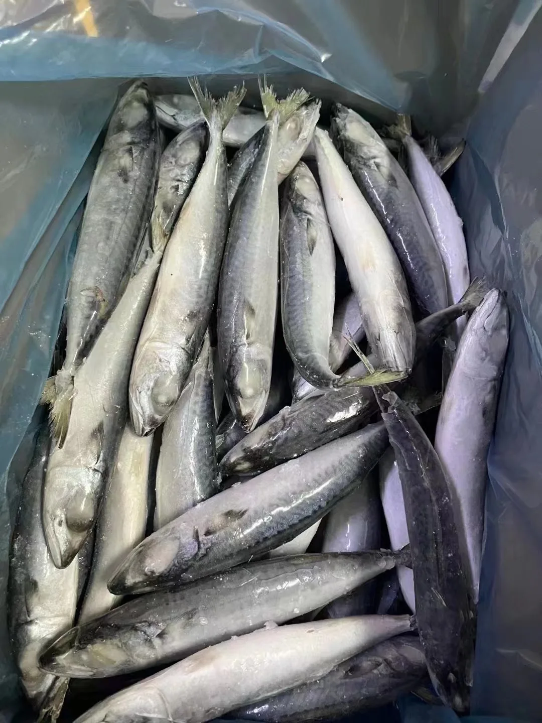 Top Urgent Want to Buy Frozen Pacific Mackerel with Competitive Price