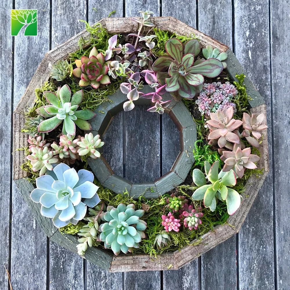 
Cheap wholesale garden DIY set wreath frame kit live succulent plants with wood pot 