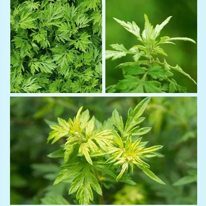 Organic No.8022-37-5 Armoise/ Mugwort Oil Natural Essential Oils Global Exporter