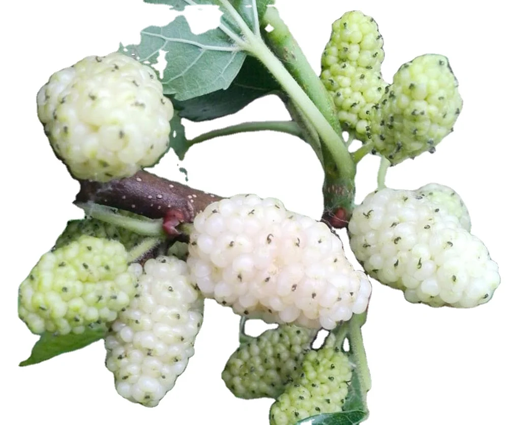 
400 seeds NON-GMO white mulberry seeds for planting 