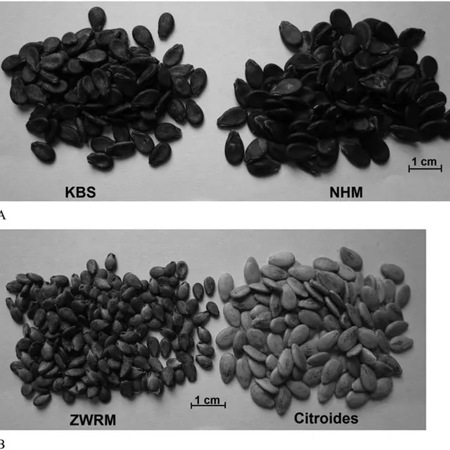 
Watermelon Seeds new crop high quality best price black White Melon watermelon seeds Good Quality Export Bulk Black Watermelon 