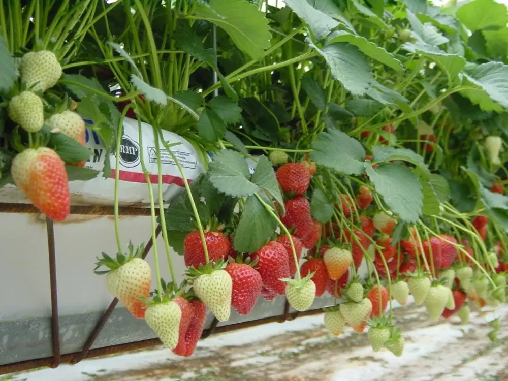 
Complete Large Strawberry hydroponic polycarbonate sheet Multifunctional Agriculture Greenhouse 