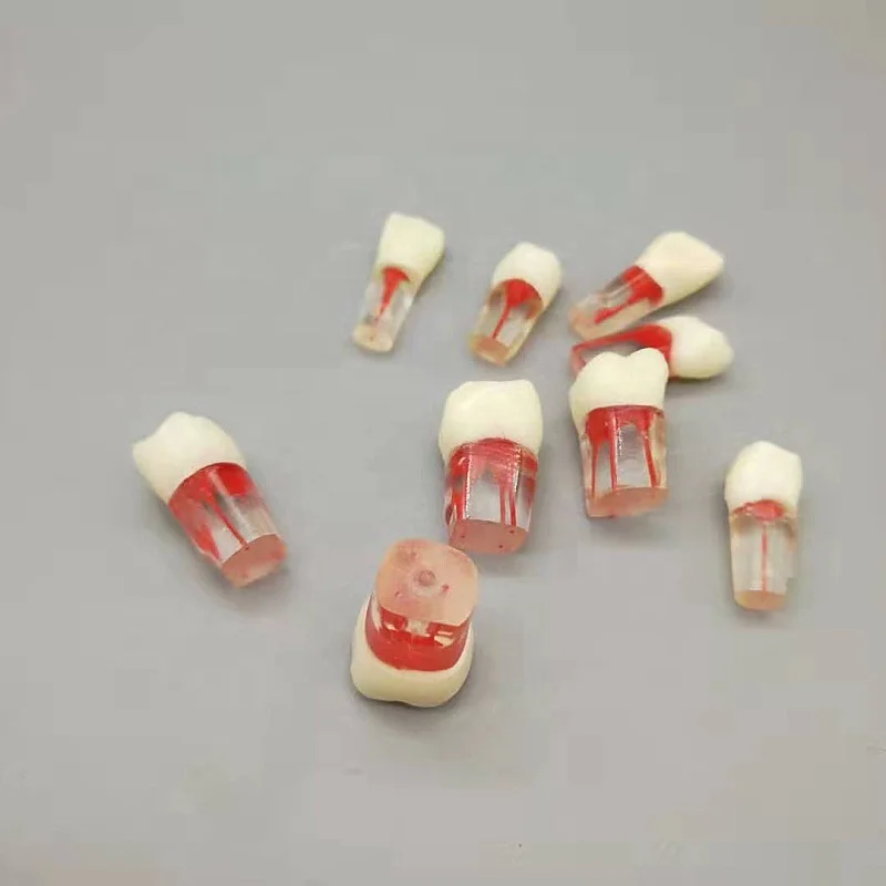 High Quality Resin Manual Dental Colorful Medical Treatment Examination Practice Root Canal Teeth Model