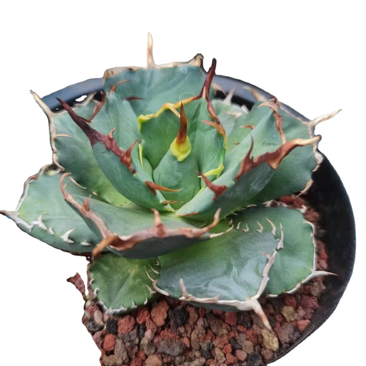 Agave Titanota 'starry sky' Seedlings Indoor High-quality Plants for Wholesale Ornamental Plants for Nursery