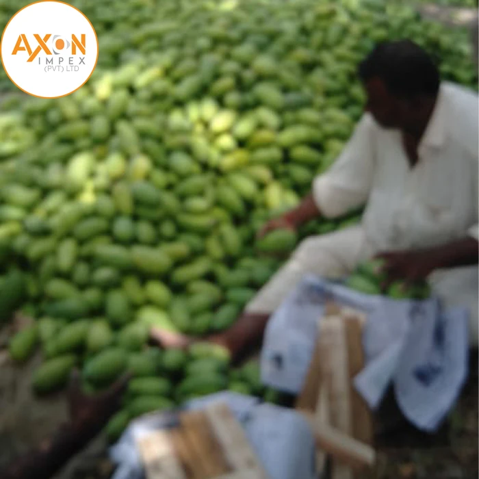 
Fresh Juicy Chaunsa Mangoes For Australia Eu Standards 