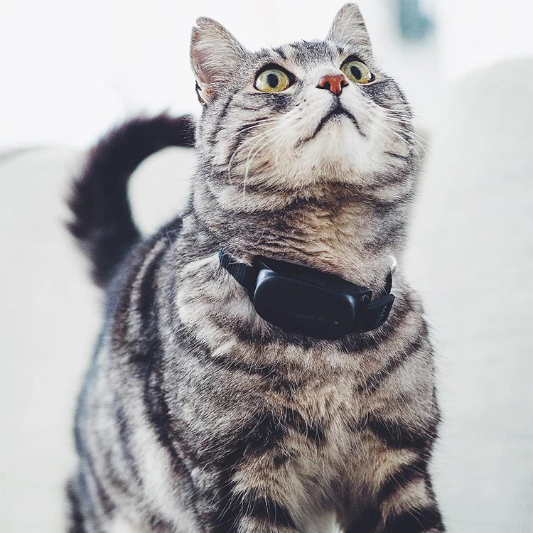 EV-201 Animal GPS Tracker Waterproof Dog Collar GPS Tracker 3G 4G Anti-lost Pet Finder Locator Cat GPS Tracker