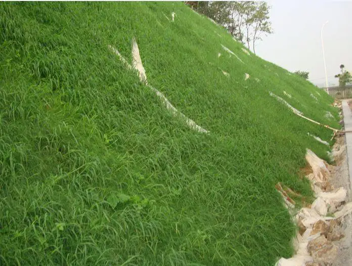 Лидер продаж, семена травы