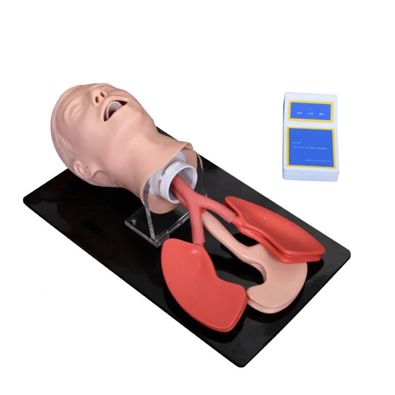 Medical Teaching Advanced Human Trachea Intubation Model