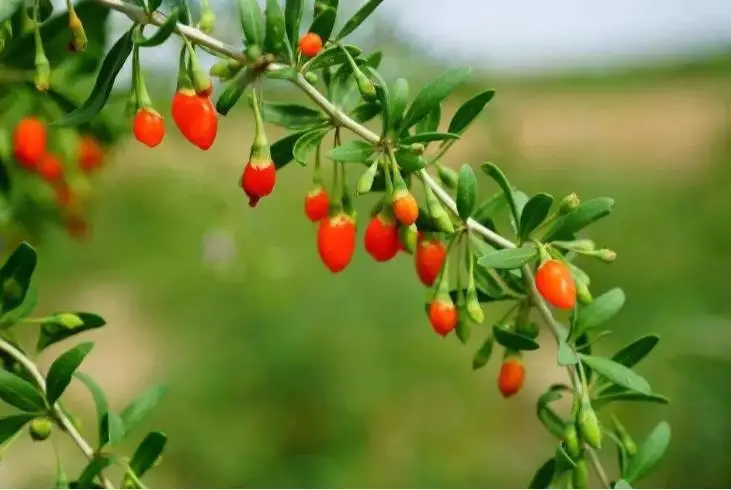 wholesale hight quality red Goji berry seed Chinese wolfberry fruit dried goji for food