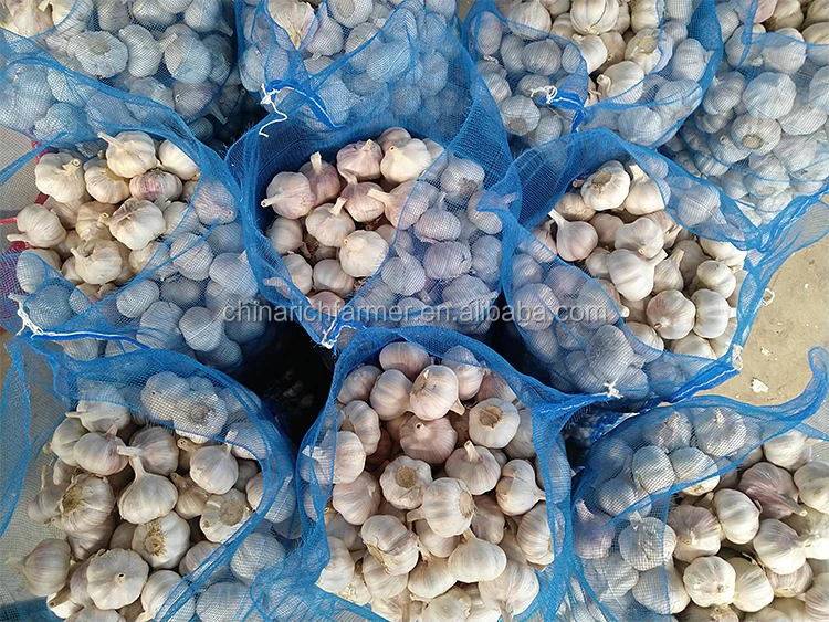 Garlic Chinese fresh pure white garlic for wholesale fresh vegetables in 20kg mesh bags/cartons factory price fresh white garlic