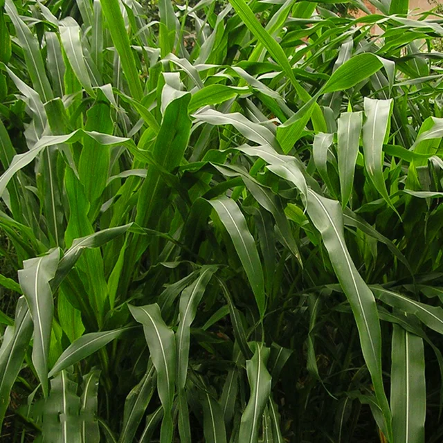 High Nutrition Forage Grass Seeds Zea Mexicana Seeds For Dairy Cattle