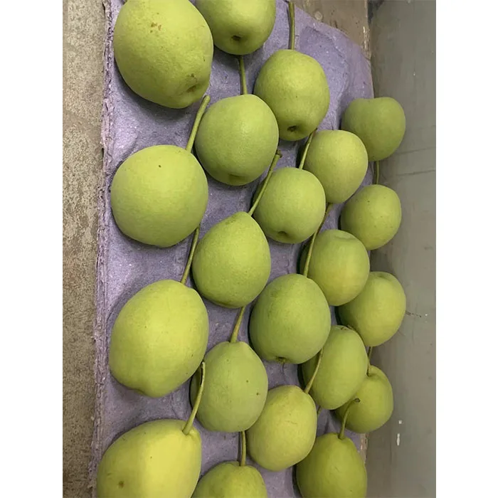 Дешевая цена, зеленая свежая поставка груши Шаньдун