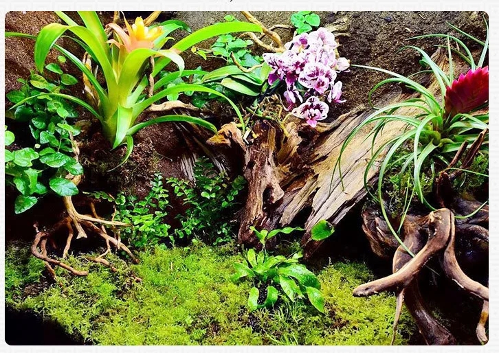 Natural Aquarium Driftwood Root Trunk Tree for Aquarium Decor Fish Tank Decorations Assorted Driftwood Branch for Sale