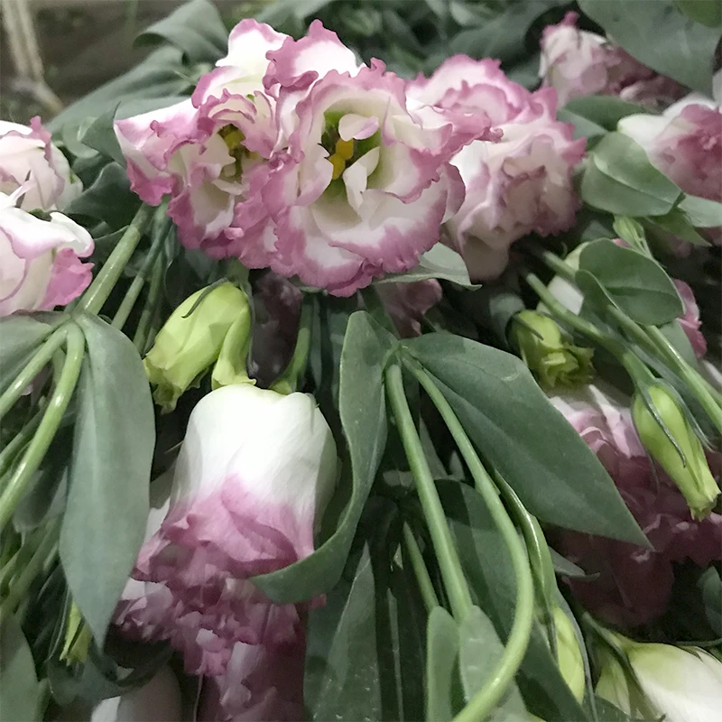 
Christmas Gifts Floral Bouquet Fresh Cut Flowers White Eustoma for Decoration 