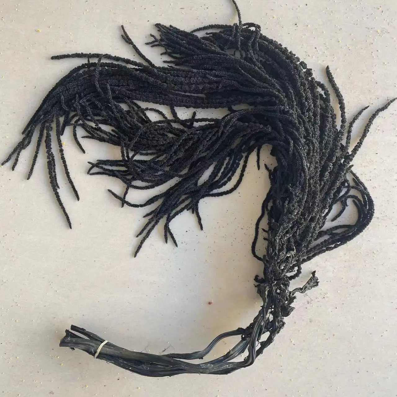 `Everlasting Preserved Amaranth Hot Selling Eternal Amaranthus spp Flower Hang Flowers